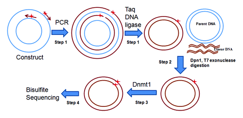 Figure 1. Strategy for site-specific DNA methylation. Step1, Conventional reporter constructs are adapted as template. A pair of primers (arrows) containing synthetically methylated CpGs (stars) are phosphorylated at 5′ end. Both primers are extended by high-fidelity DNA polymerase to generate new complementary strand DNA containing a nick. The new complementary strand DNA is ligated to form circular DNA by Taq DNA ligase. Step 2, The parental DNA template is digested by Dpn1 which recognizes 5′-Gm6ATC-3′, which are initially derived from E. coli., and the resulting linear DNA is digested by T7 exonuclease. Step 3, Dnmt1 is used to methylate the remaining DNA strand complementary to the methylated primer. Step 4, The integrity of the intended methylated CpG sites is confirmed by bisulfite sequencing before transfection.