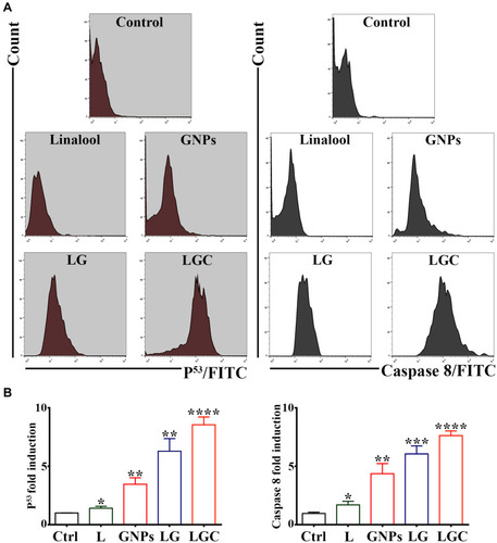 Figure 11 LG and LGC up regulated of caspase-8 and P53 level in SKOV-3 cells. (A) SKOV-3 cells were treated as indicated. Fluorescence histograms of immunolabeled caspase-8 and P53 were assessed by flow cytometry. (B) Bar graph represented the expression of P53 and Caspase-8 levels in SKOV-3 cells after treated as indicated. Results are shown as mean ± SD. Asterisks indicate statically different from control untreated cells, *p≤0.05, **p≤0.01, ***p≤0.001, ****p≤0.0001.