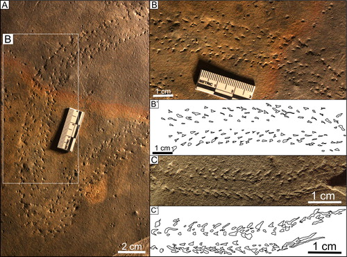 Figure 6. Kouphichnium lithographicum: A) UCM 4049 (MSC 25149) B) Close up of UCM 4049 (MSC 25149) C) NMMNH P-69055.
