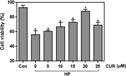 Figure 1. Effect of curcumin (20 μM) on the decreased viability caused by treating INS-1 cells with HP. n = 5 independent experiments. Culture time: 48 h. (*p < .05 vs Con group, #p < .05 vs HP group). CUR, curcumin; HP, 30 mM glucose+0.5 mM palmitate; Con, control.