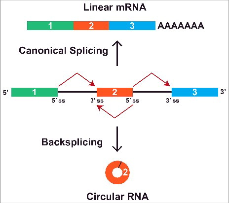 Figure 1. A pre-mRNA can be spliced to generate a linear or circular RNA. When the pre-mRNA splice sites (ss) are joined in the canonical order, a linear mRNA is generated that is subsequently polyadenylated and exported to the cytoplasm for translation (top). Alternatively, backsplicing can join a 5′ ss to an upstream 3′ ss to generate a circular RNA whose ends are covalently linked by a 3′-5′ phosphodiester bond (bottom). This competition between canonical splicing and backsplicing helps determine which mature RNAs are generated from a gene.