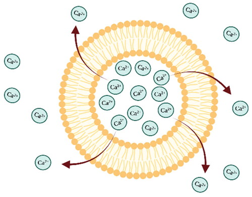 Figure 6. Schematic image of liposome showing a calcium ions-containing liposome composition and the release of calcium ions through the phospholipid bilayer. The image is created with BioRender.com.
