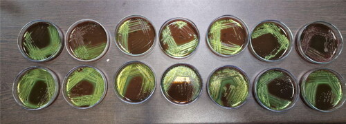 Figure 4. Bacterial colonies of Escherichia coli on Eosin methylene blue.Note: Top row from left to right (number in the study 1–7) – O7, O111, O25, O20, O11, O125 and O111; bottom row from left to right (number in the study 8–14) – O29, O26, O5, O1, O125, O2 and O2.