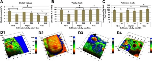 Figure 2 (A) Elasticity modulus (kPa) of HS-5, HepG2 and C3A cells on C60 nanofilms. (B) Viability of HS-5, HepG2 and C3A cells after growth on 20 µg of C60 nanofilms. (C) Proliferation of HS-5, HepG2 and C3A cells on C60 nanofilms. (D) Three-dimensional AFM images of HepG2 (D1, D2) and C3A (D3, D4) cells.Notes: The differences between the cell lines were significant (P≤0.05). Different letters indicate significant differences between the groups (ANOVA, Tukey’s post-test). The differences between the carbon-grown groups (20 µg of C60 nanofilm) and the control group were significant (P≤0.05) (ANOVA, Tukey’s post-test) for HS-5 cells. Different letters indicate significant differences between the groups. Controls are shown in the pictures D1 and D3. The cell nuclei (black arrowheads) were observed using AFM.Abbreviations: ANOVA, analysis of variance; C, control; C60, fullerenes; XTT, 2,3-bis(2-methoxy-4-nitro-5-sulfophenyl)-5-[(phenylamino)carbonyl]-2H-tetrazolium hydroxide; BrdU, 5-bromo-2ʹ-deoxyuridine. AFM, atomic force microscopy.