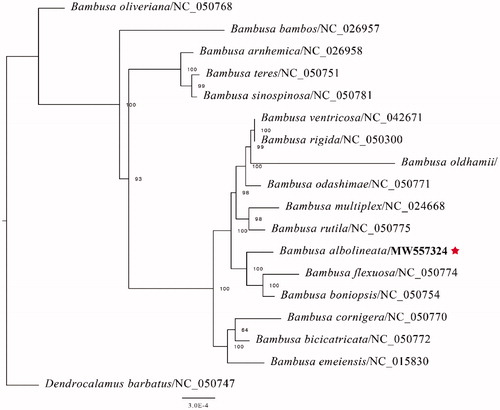 Figure 1. Phylogenetic analysis of 17 species of Bambusodae and one taxa (Dendrocalamus barbatus) as outgroup based on plastid genome sequences by RAxML, bootstrap support value near the branch.