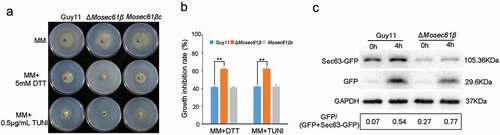 Figure 8. Responses of M. oryzae strains to ER stress. (a) Mycelial colonies of Guy11, ΔMosec61β, and Mosec61βc cultured on MM media containing 0.5 μg/mL TUNI and 5.0 mM DTT at 25°C with a 16 h light and 8 h dark cycle for 8 days. (b) Growth inhibition rate of mycelial colonies on 0.5 μg/mL TUNI and 5.0 mM DTT. (c) ER-phagy of Sec63-GFP in Guy11 and ΔMosec61β. Total proteins were extracted from the Sec63-GFP expressed strains exposed to nitrogen starvation conditions with 5 μM DDT for 0 and 4 h. Full-length Sec63-GFP and free GFP were detected using GFP antibodies as described in the Materials and Methods. The extent of ER-phagy was estimated by calculating the amount of free GFP compared with the total amount of intact Sec63-GFP and free GFP. Quantitative analysis of the individual bands was performed using ImageJ software. Error bars represent the standard deviation. Signiﬁcant differences between the mutant and wild-type strains, as estimated by Duncan’s test: **P < 0.01, *P < 0.05