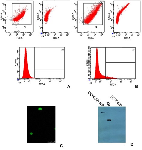 Figure 3 Different studies for confirmation of antibody conjugation on the surface of polylactic-co-glycolic acid (PLGA) nanoparticles.Notes: (A) Flow cytometry data for unconjugated nanoparticles, (B) for antibody-conjugated nanoparticles, (C) laser-scanning confocal microscopy, showing FITC labeled CD-340 antibody-conjugated scattered nanoparticles and (D) SDS-PAGE gel electrophoresis, showing CD-340 antibody-conjugated NP,  antibody unconjugated NP and free-antibody.Abbreviations: DOX, doxorubicin; Ab, antibody; NP, nanoparticle.