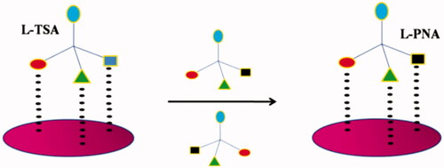 Figure 31. Enantioselectivity of chymotrypsin mimic polymer catalyst.