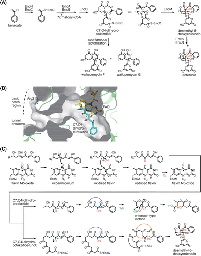 Fig. 4. The EncM reaction in enterocin biosynthesis.