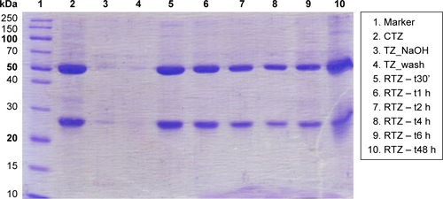 Figure S5 Evaluation of TZ primary structure integrity after release.Note: SDS-PAGE performed on RTZ, TZ extracted with NaOH (TZ_NaOH) and unloaded TZ (TZ_wash) compared to CTZ as reference.Abbreviations: SDS-PAGE, sodium dodecyl sulfate-polyacrylamide gel electrophoresis; TZ, trastuzumab; RTZ, released TZ; CTZ, control TZ.