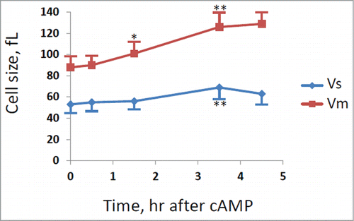 Figure 5. Cell size at budding and at cell division for cln1Δ strain. GG104 cln1Δ cells exponentially growing were treated with 2 mM cAMP, stained with DAPI and photographed with a fluorescence microscope. Cell size at budding (Vs) and at cell division (Vm) were measured on the images taken at different times after cAMP addition. The average size of at least 30 cells with small buds (Vs) and of at least 30 binucleate cells (Vm) is reported. Error bars indicate Standard Deviation. * p < 0.05, ** p < 0.01 is related to a comparison with the preceding mean value.