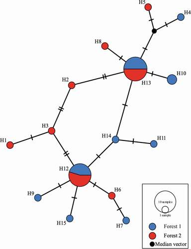 Figure 9. Relationships of the 15 haplotypes generated from the concatenated regions represented by a median joining network. Each circle represents a different haplotype and the crossed lines represent nucleotide differences. Median vector could be interpreted as an unsampled or extinct haplotype