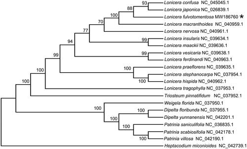 Figure 1. Maximum-likelihood tree based on the complete cp genome sequences of 20 species from the Caprifoliaceae family. GenBank accession numbers are described in the figure. Shown next to the nodes are bootstrap support values based on 1000 replicates.