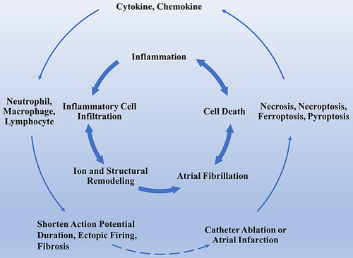 Figure 1 The association between inflammatory cell death and AF. This figure briefly recapitulates the association between inflammatory cell death and AF induce inflammatory cell death. Inflammatory cell death caused by artificial therapeutic regimens releases inflammatory factors that lead to structural and electrical remodeling, thereby contributing to the permanent progression of the arrhythmia. The cross-link between AF and inflammatory cell death creates a vicious loop.