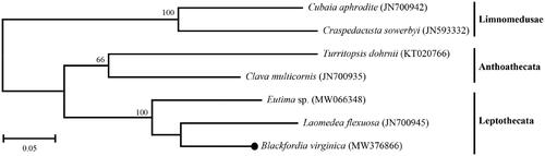 Figure 1. Molecular phylogenetic tree of Hydroidolina. The tree was constructed with the concatenated amino acid sequences of 13 mitochondrial protein coding genes using the maximum-likelihood algorithm (JTT matrix-based model) with 1000 bootstrap replicates. A black dot represents Blackfordia virginica determined in this study.