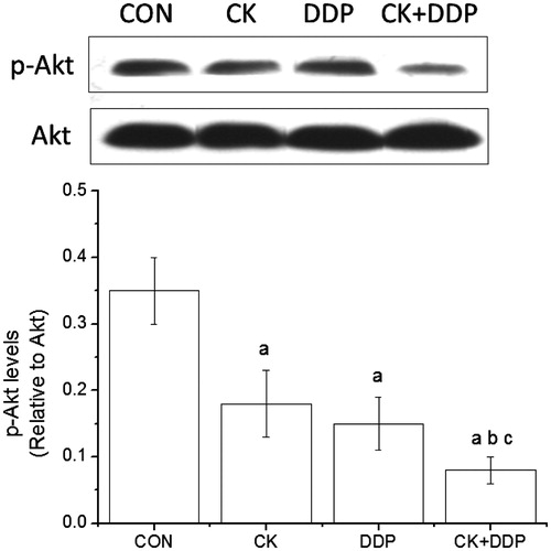 Figure 6. Effect of CK combined with DDP on the PI3K/Akt signaling pathway in MCF-7 cells. MCF-7 cells were treated with CK, DDP, and CK + DDP for 48 h. Then the expression of p-Akt and Akt were evaluated by western blot assay. Each value is presented as mean ± SD (n = 3). ap < 0.05 compared with those in the CON group, bp < 0.05 compared with those in the CK group, cp < 0.05 compared with those in the DDP group.