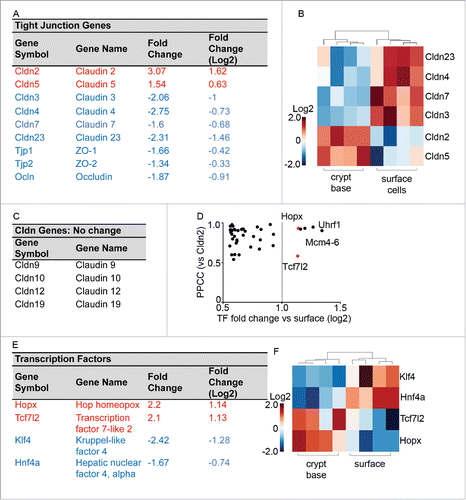 Figure 2. Tight Junction related cell adhesion genes are heavily represented among the differentially expressed genes. (A) Tight junction genes identified as differentially expressed by microarray analysis. Genes colored in red indicate crypt-base enrichment, blue text indicates surface cell enrichment. (B) Hierarchical clustering of the 6 differentially expressed claudins. (C) Claudin genes detected that did not exhibit expression changes. (D) Transcription factors were identified for further analysis (red, Hopx and Tcf7l2) based on fold change and positive Cldn2 Pearson Product-Moment Correlation Coefficient (PPCC). (E) Transcription factors significantly differentially expressed, with red indicating higher crypt-base expression. (F) Hierarchical clustering of 4 differentially expressed transcription factors in the crypt compared to the surface.