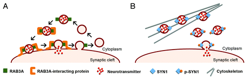 Figure 3. Schematic representation of the role of RAB3A and SYN1 in the dynamics of synaptic vesicles. (A) RAB3A is an abundant vesicle-associated protein that regulates synaptic efficiency. The reported functions of RAB3A in exocytosis range from docking and fusion of the synaptic vesicle to its subsequent recycling. RAB3A functions through a variety of interactions with multiple effector proteins. The upregulation of RAB3A likely perturbs the highly regulated vesicle dynamics and release, affecting neurotransmission and synaptic function in DM1. (B) SYN1 is expressed in mature neurons, where it associates with the cytoplasmic surface of synaptic vesicles. SYN1 regulates the supply of synaptic vesicles available for exocytosis by binding to both vesicles and actin cytoskeleton in a phosphorylation-dependent manner. Under resting conditions, non-phosphorylated SYN1 attaches synaptic vesicles to the actin cytoskeleton. Synaptic stimulation induces SYN1 phosphorylation that facilitates vesicle dissociation from cytoskeleton and potentiates exocytosis. Abnormal SYN1 hyperphosphorylation in DM1 likely dysregulates neuronal exocytosis and vesicle release.