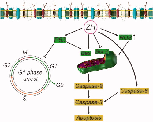 Figure 8. Pathways of apoptosis induction and cell cycle arrest by ZH.