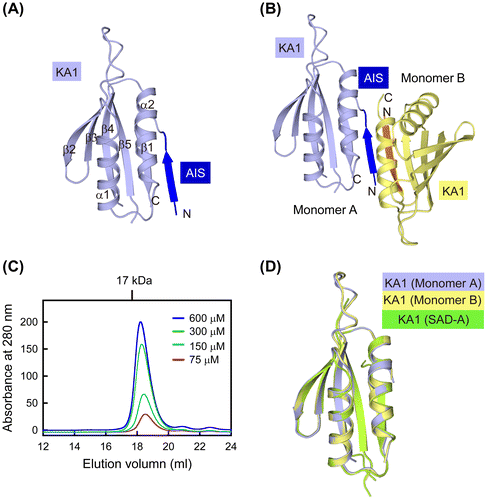 Fig. 2. Overall structure of AIS-KA1 of mouse SAD-B.