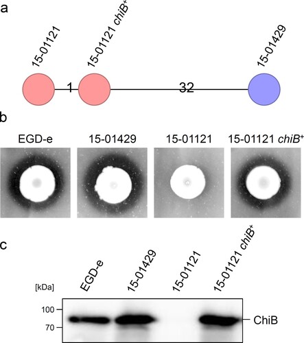 Figure 4. Restoration of ChiB production in the 15-01121 gastroenteritis isolate. (a) cgMLST analysis of the gastroenteritis isolate 15-01121, the invasive isolate 15-01429 and isolate 15-01121 after correction of chiB. (b) Chitinase production of strains 15-01429, 15-01121 and LMSB1 (15-01121 chiB+ ) on chitin containing BHI agar plates. (c) Western blot showing presence of ChiB in culture supernatants of the same set of strains as in panel A. Please see the online version of the article for a colored figure.