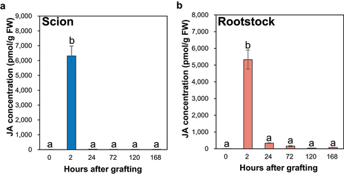 Figure 5. The JA concentration at the incision sites of the ungrafted scion and rootstock of N.benthamiana. Blue and pink indicate ungrafted scion and rootstock, respectively. Different letters indicate significant differences according to the Tukey-Kramer test (p ≤ 0.05). Values are the means of four biological replicate samples, and error bars indicate the standard error of four biological replicate samples.