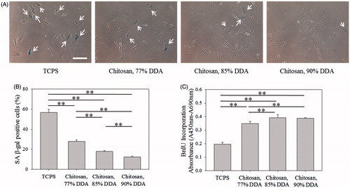 Figure 8. Effect of DDA of chitosan on senescence of fibroblasts. (A) SA β-gal staining images of cells cultured on 77% DDA, 85% DDA and 90% DDA chitosan-coated plates. Scale bar = 200 μm. (B) The percentages of cells cultured on different DDA chitosan-coated plates stained by SA β-gal. (C) BrdU incorporation assay of cells cultured on different DDA chitosan-coated plates (n = 4). **p < .01.