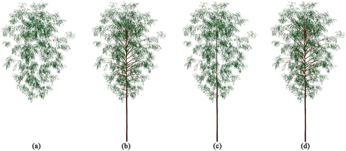Figure 6. Schematic diagram of the same tree with different branch complexity: (a) without branch; (b) first branches; (c) simple branches; (d) complex branches. The height and crown diameter are 12 m and 7 m respectively. They were generated by OnyxTree software.