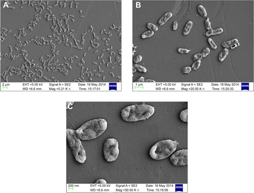 Figure S3 Scanning electron micrograph of CSNPs-treated Vibrio fluvialis L-15318 at different magnifications (A) 5,000×, (B) 20,000×, and (C) 50,000×.Abbreviation: CSNPs, citrate-capped silver nanoparticles.