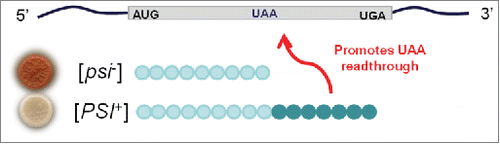 Figure 2. The ‘Strathern model’ for [PSI] inheritance. Fortuitous or induced read-through of the UAA codon generates a protein (hypothetical) that sustains itself by promoting reading through its own internal stop codon and also, incidentally, any other codon mutations to UAA in other genes. The suppression ('[PSI+]') phenotype so generated would be dominant and inherited in non-Mendelian fashion since it does not depend on any change in DNA sequence, only in its activity.