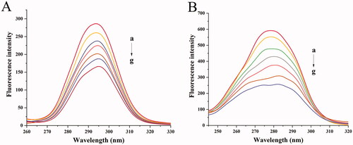 Figure 8. Synchronous fluorescence spectra of BHB with increasing amounts of BBR (curves b–g) (corrected): (A) Δλ = 15 nm; (B) Δλ = 60 nm. Conditions: BHB: 2 × 10−6 mol/L; BBR (×10−5): (a) 0, (b) 0.25, (c) 0.5, (d) 0.75, (e) 1, (f) 1.25 and (g) 1.5; pH = 7.4 and T = 298 K.
