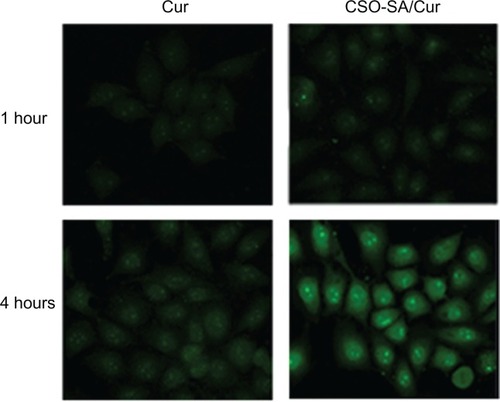 Figure 3 Scanning confocal images of curcumin after incubation of colorectal cancer cells with curcumin or curcumin-loaded CSO-SA micelles for one hour and 4 hours, respectively.Abbreviations: Cur, curcumin; CSO-SA, stearic acid-g-chitosan oligosaccharide.