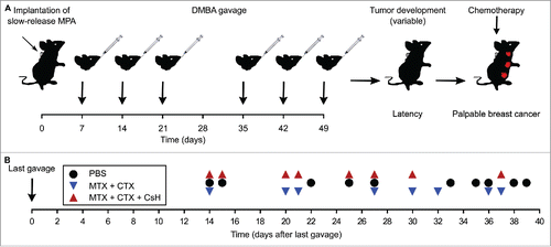 Figure 1. Characteristics of the breast cancer model used in this study. Breast cancers were induced in young (7-weeks-old) female BALB/c mice by implantation of medroxyprogesterone acetate (MPA)-releasing pellets followed by gavage with the DNA damaging agent 7,12-Dimethylbenz[a]anthracene (DMBA) for the following 6 weeks. The overall scheme of the experiment is shown in (A). Note that the interval between the last DMBA injection and the manifestation of palpable breast cancer lesions is rather variable. This interval is demonstrated for each mouse that was subsequently randomized for assignment to different treatment groups, as shown in (B). PBS, phosphate buffered saline; CsH, cyclosporine H; CTX, cyclophosphamide; MTX, mitoxantrone.