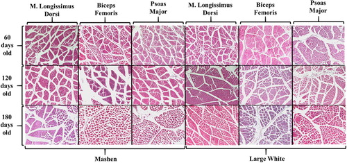 Figure 1. Histological structure of muscle fibres in Mashen and Large White pigs.