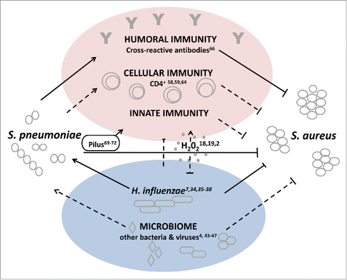 Figure 1. Model of possible mechanisms for S. aureus and S. pneumoniae interference. Straight lines indicate interactions that have been reported between S. aureus and S. pneumoniae. Dotted lines indicate interactions and/or directionality that have been suggested, but have not yet been observed experimentally.
