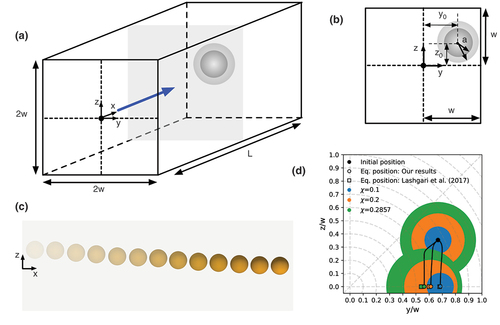 Figure 13. Example case 1: migration of a single rigid particle in a square duct. (a) 3D schematic. The grey plane denotes the channel cross-section. Particles of different sizes are illustrated by the two spheres. (b) 2D cross-sectional schematic. (c) Migration path of a particle with χ = 0.2 along the z-axis; multiple time instances are overlaid with higher saturation indicating later time. Note that the axial direction is not to scale. (d) Lateral migration paths for different confinement values starting at the same initial position. Resulting equilibrium positions are compared to results obtained by Lashgari et al.  [Citation271]. Blue, orange, and green circles visualise the particle shape for different particle sizes.