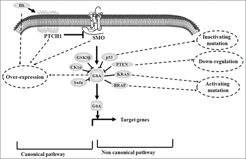 Figure 2. The mechanism that result in aberrant Hedgehog/Gli signaling in colon cancer. There include canonical and non-canonical signaling routes. Canonical routes involve in the over-expression of Hh ligand, PTCH1, SMO and Gli. Non-canonical signaling routes include genetic or expression changes of multiple oncogenes and tumor suppressors such as p53, KRAS, BRAF and PTEN.