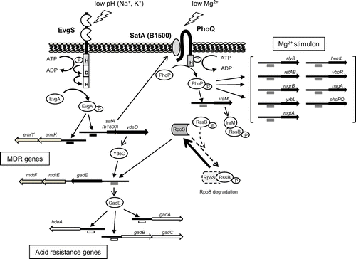 Fig. 1. Signal transduction cascade initiated by the EvgS/EvgA two-component regulatory system.