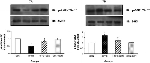 Figure 7. Effect of genistein on AMPK and S6K1 phosphorylation. (A) The effect of genistein on AMPK phosphorylation in liver of experimental animals. For determining the extent of AMPK activation, proteins were immunoblotted with phosphospecific anti-Thr172 AMPK antibody. Blots were stripped and re-probed with anti-AMPK antibody for normalization. Densitometric quantification of p-Thr172 AMPK to AMPK is expressed as fold change with respect to control. (B) The effect of genistein on S6K1 inhibition in liver of experimental animals. Proteins were immunoblotted with phosphospecific anti-Thr389 S6K1 antibody. Blots were stripped and re-probed with anti-S6K1 antibody to normalize for protein levels. Densitometric quantification of anti-Thr389 S6K1 to S6K1 are expressed as fold change with respect to control. Data are mean ± SD of six mice. IB, immunoblotting; *p < 0.05 compared to control; †p < 0.05 compared to HFFD.