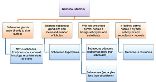 Figure 10 Approach to sebaceous tumors.