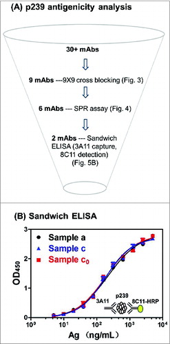 Figure 5. Immunochemical assays for p239 multi-faceted antigenicity analysis and comparable antigenicity by a sandwich ELISA. (A) mAb characterization and their applications in epitope mapping, SPR assay and sandwich ELISA for p239 antigenicity analysis. (B) The antigenicity of different p239 VLPs (Samples a, c and c0) were measured using a monoclonal antibody-based sandwich ELISA (3A11 as the capture antibody, with 8C11 as the detection antibody). EC50 values for different samples are reported in Table 1.