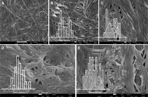 Figure 3 Field emission scanning electron microscopy images of pure (A) BNC and (B–E) BNC/Ag nanocomposites (1.0–16.0 wt%), respectively, and (inset graphs) particle size distribution of Ag-NPs.Abbreviation: BNC, bacterial nanocellulose.