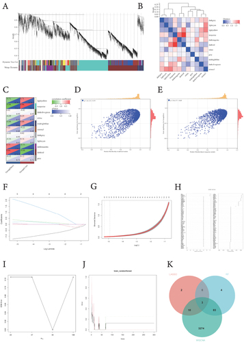 Figure 4 Screening of critical signatures via multiple machine-learning algorithms. (A) Clustering dendrogram of differentially expressed genes related to DIC, with dissimilarity based on topological overlap, together with assigned module colors. (B) Module feature vector clustering. (C) Module–trait associations. The gene significance for doxorubicin cardiotoxicity in the turquoise and dark red modules, and one dot represents one gene in the turquoise (D) and dark red modules (E). (F) LASSO coefficient profile of the 12 genes, and different colors represent different genes. (G) Selection of the optimal parameter (lambda) in the LASSO model and generation of a coefficient profile plot. (H) Variable importance, as measured by the mean decrease in accuracy (left panel) or the Gini coefficient (right panel), is computed using the OOB error. Genes are shown in descending order of importance. Distribution of the out-of-band (OOB) error rate at various values of mtry (I) and trees (J). (K) Venn diagram showing the intersection of critical signatures obtained by the three strategies.