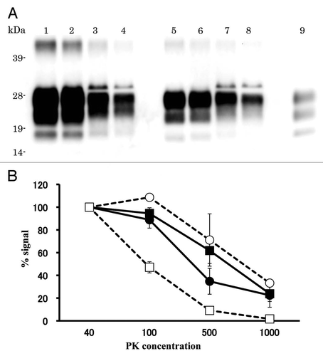 Figure 4 Relative PK resistance of PrPcore in prion-affected hamsters. (A) Western blot results. Lanes 1–4: hamster-adapted C-BSE; lanes 5–8: L-BSE-affected hamster. Lane 9: mouse scrapie prion. The samples were treated with 40 (lanes 1 and 5), 100 (lanes 2 and 6), 500 (lanes 3 and 7) and 1,000 (lanes 4 and 8) µg/ml of PK at 37°C for 1 h. PrPcore was detected with mAb 6H4. Molecular markers are shown on the left (kDa). (B) Relative amount (%) of PrPcore after different PK concentration were indicated. Black circle: C-BSE affected hamster, black square: L-BSE affected hamster, white circle: C-BSE affected cattle, white square: L-BSE affected cattle. Cattle results are obtained from previous study in reference Citation11.