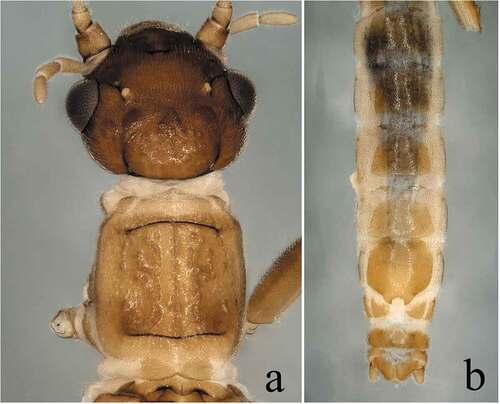 Figure 3. Rhopalopsole xui Yang, Li & Zhu, Citation2004. Collected from Zhejiang Province, Six Harmonies Pagoda. (a) Female head and pronotum, dorsal view; (b) Female abdomen, ventral view (Six Harmonies Pagoda).