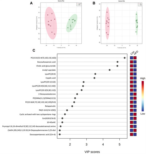 Figure 4 PLS-DA score plots between the control group and HFD group in the positive (A) and negative (B) models; (C) VIP scores representing the most contributing metabolites involved in separation between controls and HFD-induced group.