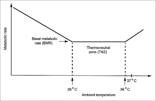 Figure 5. Schematic drawing of the metabolic rate of a resting naked human as a function of ambient temperature.