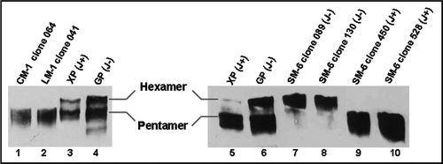 Figure 6 Evaluation of pentameric/hexameric expression of IgM in PER.C6® cells. Samples were run on 3.7% polyacrylamide-agarose composite SDS-PAGE gel and subjected to western blotting analysis. Ten micrograms of purified IgM was loaded for each recombinant IgM. Lane 1: CM-1 clone 064 (J+); Lane 2: LM-1 clone 041 (J+); Lane 3: XP control (J chain positive); Lane 4: GP control (J chain deficient); Lane 5: XP control (J chain positive); Lane 6: GP control (J chain deficient); Lane 7: SM-6 clone 089 (J−); Lane 8: SM-6 clone 130 (J−); Lane 9: SM-6 clone 450 (J+); Lane 10: SM-6 clone 528 (J+). Control IgMs were described by Collins et al.Citation3