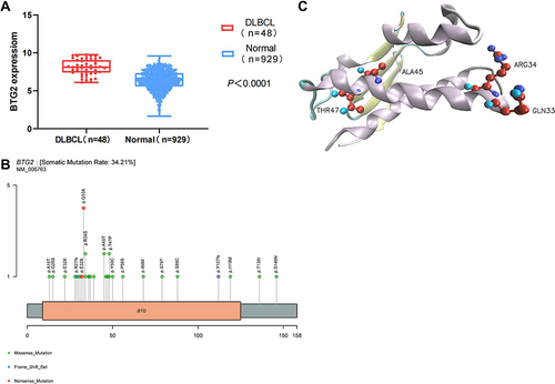 Figure 5 Schematic representation of mutations in BTG2. (A) Comparison of BTG2 expression level between DLBCL and normal group. (B) Location of mutations in the BTG2 protein. Frequency of mutations (y-axis) is shown by amino acid (x-axis). (C) Mutant residues of BTG2 are highlighted in different color.