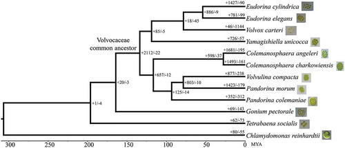 Fig. 2. Gene family expansion or contraction in colonial volvocine algae. Branch numbers indicate the number of gene families that have expanded (+) and contracted (−) since the split from the common ancestor. The timelines indicate divergence times among the species.